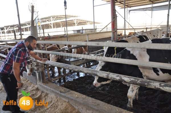 3ojojl shamal (18).JPG